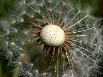 Close-up of dandelion seeds on land