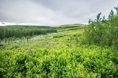 Scenic view of agricultural field against sky