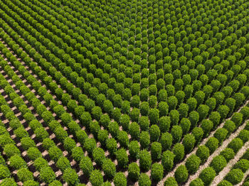 Full frame shot of plants