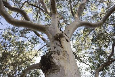 Low angle view of trees against sky