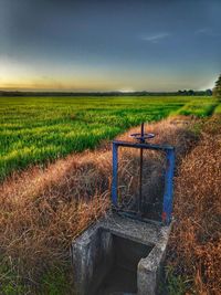 Scenic view of agricultural field against sky