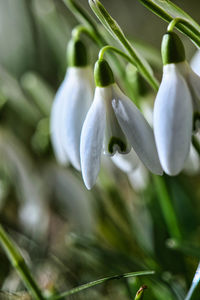 Close-up of white flowering plant