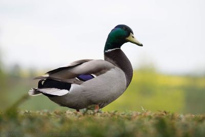 Close-up of bird against clear sky