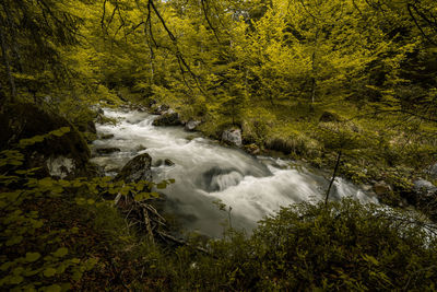 Stream flowing through rocks in forest