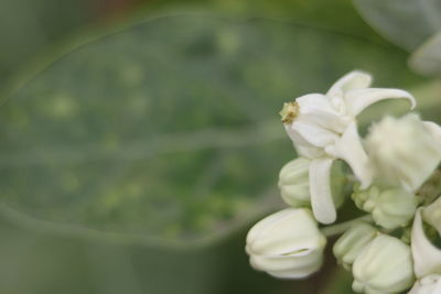 Close-up of white flower