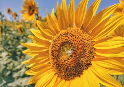 Close-up of sunflower