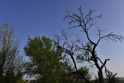 Low angle view of silhouette tree against clear blue sky