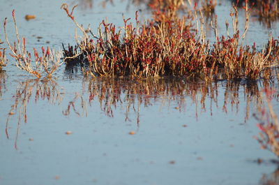 Close-up of plants against calm lake