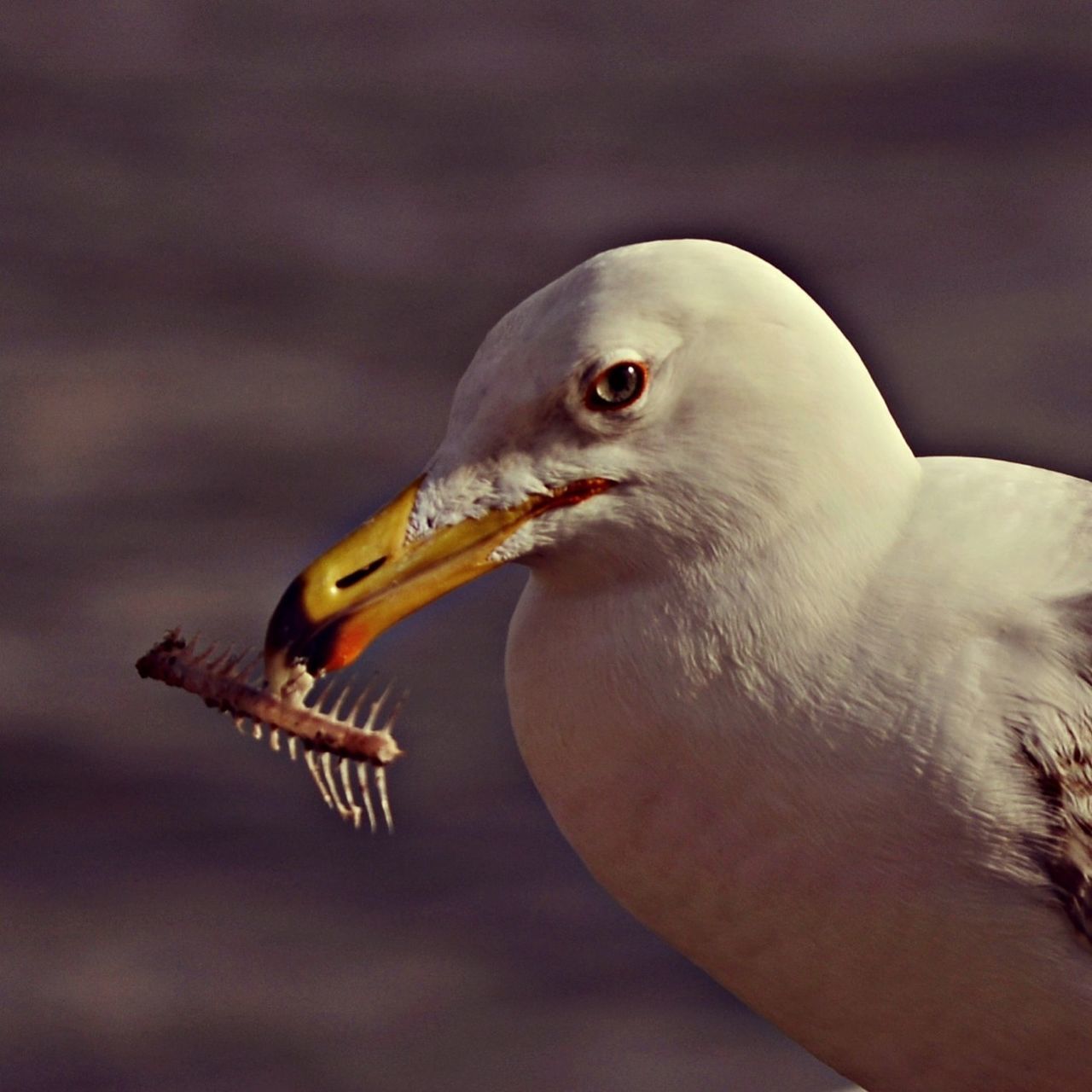 animal themes, one animal, animals in the wild, wildlife, bird, close-up, focus on foreground, beak, side view, nature, animal head, zoology, seagull, part of, outdoors, spread wings, animal body part, day, beauty in nature, perching