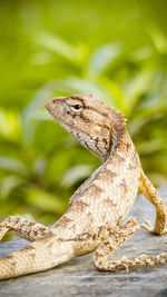 A close up of a lizard in a garden