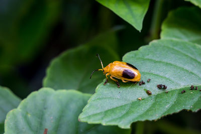 Close-up of insect on leaf