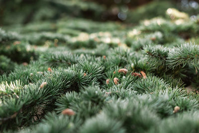 Spruce pine cedar fir fluffy branches with green needles prickles close-up