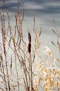 Dry plants on the backgroung. natur pattern with neutral colors. minimalism trend concept.