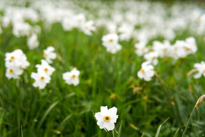 Close-up of white flowering plant on field