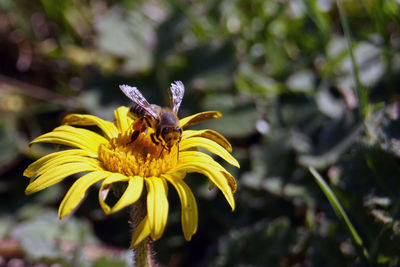 Close-up of bee on yellow flower