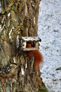 Close-up of lichen on tree trunk during winter