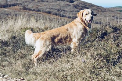 Portrait of dog on field