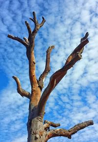 Low angle view of bare tree against cloudy sky