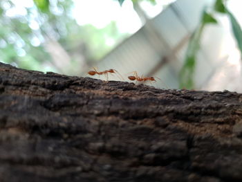 Close-up of insect on tree trunk