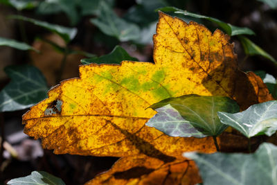 Close-up of yellow maple leaf on leaves