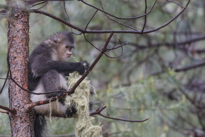 Monkey on tree branch