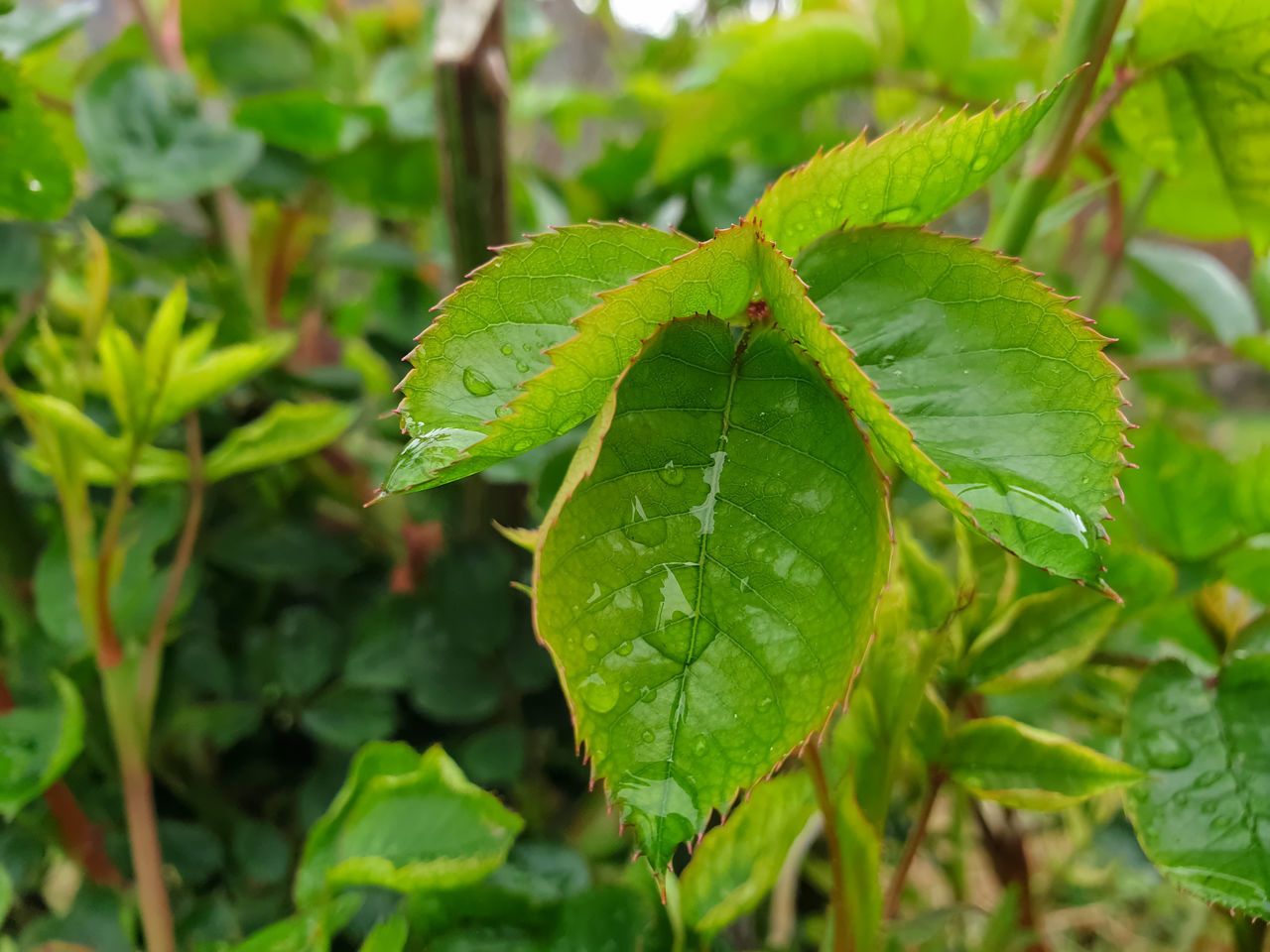 CLOSE-UP OF WET GREEN LEAVES