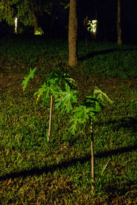 Trees on grassy field