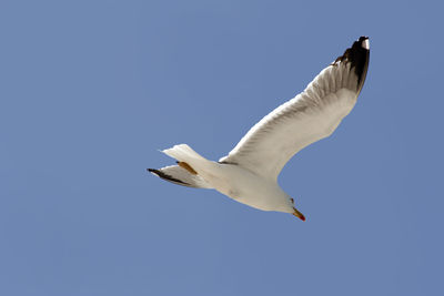 Low angle view of seagull flying in sky