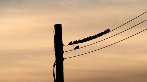 Low angle view of silhouette birds perching on power line