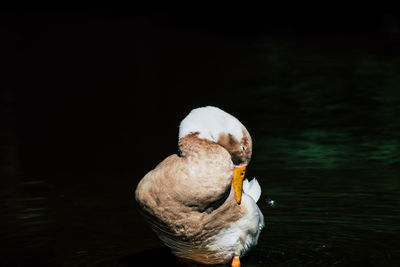 Swan swimming in lake