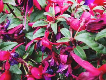 Full frame shot of red flowers