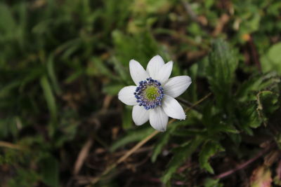 High angle view of white flowering plant