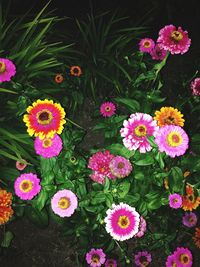 High angle view of pink flowering plants