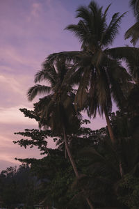 Low angle view of palm trees against sky at sunset