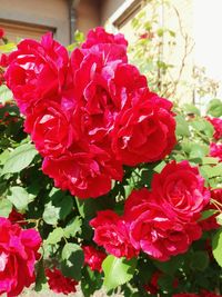 Close-up of red rose blooming outdoors