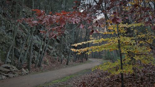 Road amidst trees in forest during autumn
