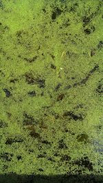 Full frame shot of green grass