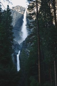 Low angle view of waterfall in forest