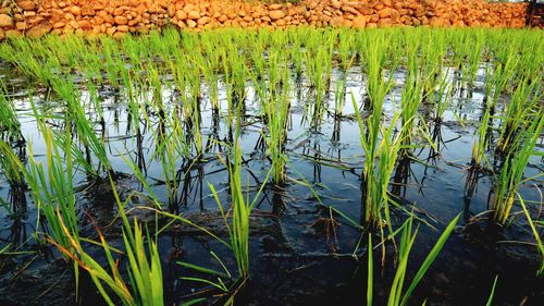 Plants growing on field by lake