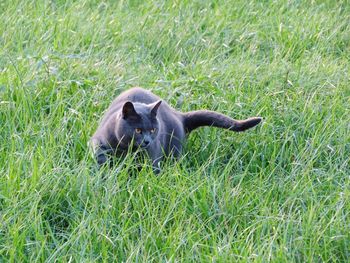 Cow relaxing on field