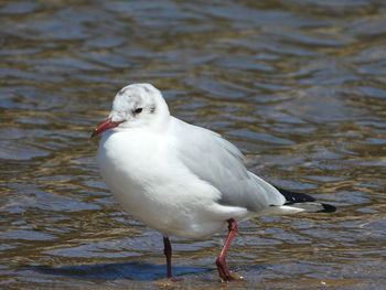 Close-up of seagull on a lake