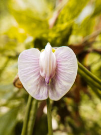 Close-up of white flowering plant