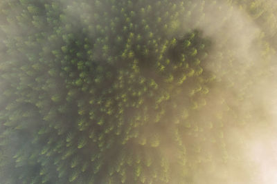 Low angle view of trees against sky