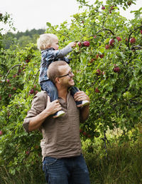 Father picking apples with his young son