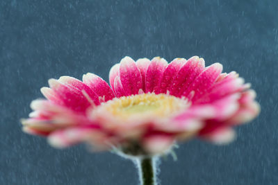 Close-up of wet pink flower