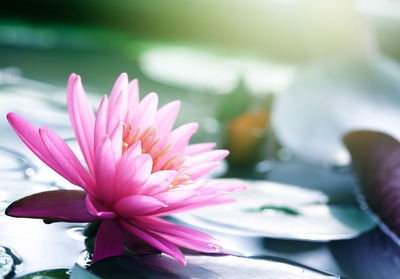 Close-up of pink lotus water lily