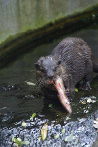 Close-up of otter swimming in river and eating fish
