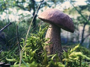 Close-up of mushrooms