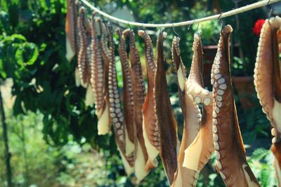 Close-up of plants hanging on tree