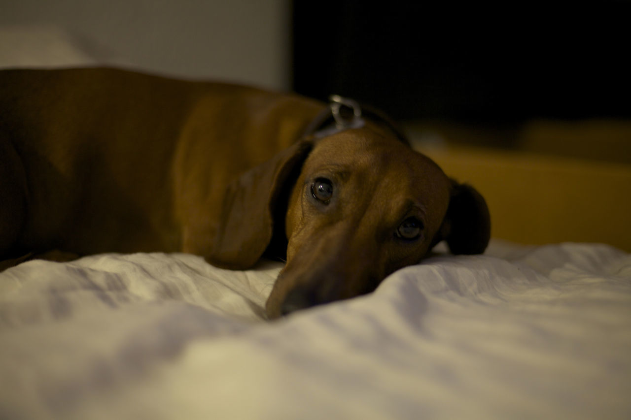 indoors, domestic animals, pets, one animal, bed, animal themes, relaxation, dog, bedroom, home interior, close-up, mammal, selective focus, looking at camera, sheet, lying down, focus on foreground, animal head, hiding, no people, laziness, surface level, at home